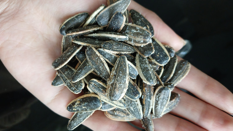 تخمه دور سفید