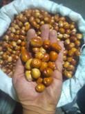 سنجد اعلاء تازه